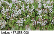 Вахта трехлистная (Menyanthes trifoliata L.) летом на болоте. Ямало-Ненецкий автономный округ. Стоковое видео, видеограф Григорий Писоцкий / Фотобанк Лори