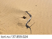 Toadhead agama lizard near its burrow in the sand of the desert. Стоковое фото, фотограф Евгений Харитонов / Фотобанк Лори