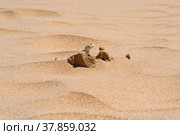Desert lizard toadhead agama peeks out from behind a dune among the sand. Стоковое фото, фотограф Евгений Харитонов / Фотобанк Лори