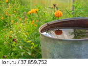 The garden flower is reflected in the water that fills the iron barrel in the garden. Стоковое фото, фотограф Светлана Гуйтан / Фотобанк Лори