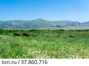 Blooming spring meadow pastures with grazing beefs in the foothills of the Caucasus Mountains. Стоковое фото, фотограф Евгений Харитонов / Фотобанк Лори