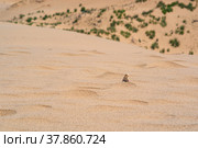 Desert lizard toadhead agama on the top of a sand dune Sarykum against the backdrop of a green plain (2022 год). Редакционное фото, фотограф Евгений Харитонов / Фотобанк Лори