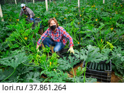 Farm workers gathering crop of zucchini in greenhouse. Стоковое фото, фотограф Яков Филимонов / Фотобанк Лори