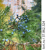 Шишкоягоды можжевельника обыкновенного (Juniperus communis) Стоковое фото, фотограф Мария Кылосова / Фотобанк Лори
