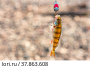 Fishing on the river. Fishing. Perch. Blesna. Get hooked. Close-up. Стоковое фото, фотограф Ирина Бобрешова / Фотобанк Лори