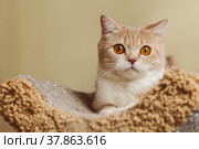 White-red Scottish cat lies on the cat's shelf. Стоковое фото, фотограф Ирина Бобрешова / Фотобанк Лори