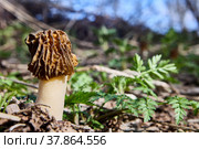 Wild edible fungus morel grows in spring forest. Стоковое фото, фотограф Владимир Григорьев / Фотобанк Лори