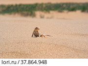 Desert lizard Phrynocephalus mystaceus (secret toadhead agama) on the sand dune of Sarykum. Стоковое фото, фотограф Евгений Харитонов / Фотобанк Лори