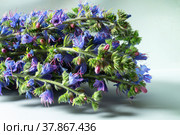 Bouquet of wild flowers ordinary bruise. Стоковое фото, фотограф Сергей Овчинников / Фотобанк Лори