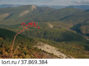 Шиповник на горе (2019 год). Редакционное фото, фотограф Георгий Анастасиади / Фотобанк Лори