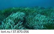 Dense thickets of green marine grass Posidonia, on blue water background. Green seagrass Mediterranean Tapeweed or Neptune Grass (Posidonia). Mediterranean underwater seascape. Mediterranean Sea, Cyprus. Стоковое фото, фотограф Некрасов Андрей / Фотобанк Лори