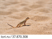Desert lizard toadhead agama among the sand on the dune of Sarykum (2022 год). Редакционное фото, фотограф Евгений Харитонов / Фотобанк Лори