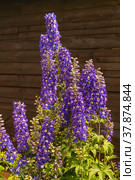 Flower delphinium at year term of time for dark background. Стоковое фото, фотограф Сергей Овчинников / Фотобанк Лори
