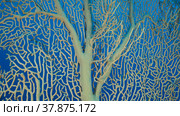 Details of the soft coral Giant Gorgonian or Sea fan (Subergorgia mollis). Close-up of coral. Red sea, Egypt. Стоковое фото, фотограф Некрасов Андрей / Фотобанк Лори