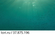 Large school of small fish swims under surface of water in the sun rays on dawn. Red sea, Egypt. Стоковое фото, фотограф Некрасов Андрей / Фотобанк Лори