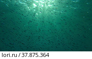 Large school of small fish swims under surface of water in the sun rays on dawn. Red sea, Egypt. Стоковое фото, фотограф Некрасов Андрей / Фотобанк Лори
