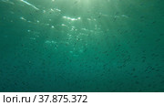 Large school of small fish swims under surface of water in the sun rays on dawn. Red sea, Egypt. Стоковое фото, фотограф Некрасов Андрей / Фотобанк Лори