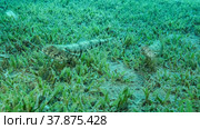 Couple lizard fish lie on sandy bottom covered with green sea grass. Slender Lizardfish or Gracile lizardfish (Saurida gracilis), Red sea, Egypt. Стоковое фото, фотограф Некрасов Андрей / Фотобанк Лори