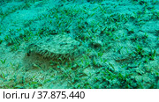 Closeup of the Flounder fish lie on green seagrass. Leopard flounder or Panther flounder (Bothus pantherinus).Red Sea, Egypt. Стоковое фото, фотограф Некрасов Андрей / Фотобанк Лори