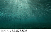 Large school of small fish swims under surface of water in the sun rays on dawn. Red sea, Egypt. Стоковое фото, фотограф Некрасов Андрей / Фотобанк Лори