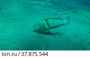 Cigar Wrasse swim above sandy bottom on blue water background. Cigar Wrasse (Cheilio inermis), Close-up. Red sea, Egypt. Стоковое фото, фотограф Некрасов Андрей / Фотобанк Лори