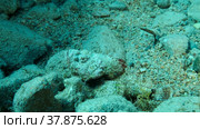 Close-up, Scorpionfish hiding among the reef. Tasseled Scorpionfish, Small-scaled Scorpionfish (Scorpaenopsis oxycephala). Стоковое фото, фотограф Некрасов Андрей / Фотобанк Лори