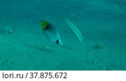 Butterfly fish with Wrasse fish feeds on the sandy bottom. Cross Stripe Butterfly (Chaetodon auriga) and Cigar Wrasse (Cheilio inermis), Red sea, Egypt. Стоковое фото, фотограф Некрасов Андрей / Фотобанк Лори