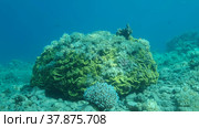 Once beautiful coral reef is overgrown with algae as a result of eutrophication (increase organic matter in the sea water) Brown alga Peacock's Tail (Padina pavonica) covered bottom and corals. Red sea, Egypt. Стоковое фото, фотограф Некрасов Андрей / Фотобанк Лори