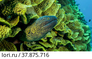 Yellow Edged Moray Eel (Gymnothorax flavimarginatus) peeks out of its Lettuce coral or Yellow Scroll Coral (Turbinaria reniformis). Close-up. Red sea, Egypt. Стоковое фото, фотограф Некрасов Андрей / Фотобанк Лори