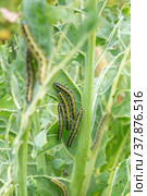 Гусеницы капустной бабочки (Pieris brassicae) съедают капусту в огороде. Стоковое фото, фотограф Елена Абдураманова / Фотобанк Лори