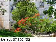 Blooming tree Delonix regia (Delonix regia) in a cityscape (2022 год). Стоковое фото, фотограф Irina Opachevsky / Фотобанк Лори