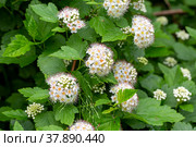 Пузыреплодник калинолистый (Physocarpus opulifolius) Стоковое фото, фотограф Ирина Яровая / Фотобанк Лори