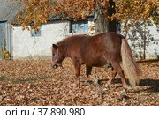 Лошадка пони гуляет. Стоковое фото, фотограф Виталий Михайлюк / Фотобанк Лори