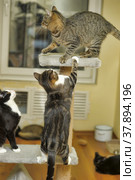 Three young cats play catch. Стоковое фото, фотограф Анна Кривицкая / Фотобанк Лори