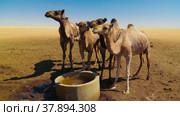 Portrait of drinking camels at the desert well in Ouled-Rachid, Batha, Chad (2018 год). Стоковое фото, фотограф Сергей Майоров / Фотобанк Лори