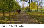 Петергоф осенью. Люди прогуливаются по липовой аллее в Нижнем парке.Peterhof in autumn, people are walking along the linden alley in the Nizhniy Park. (2021 год). Редакционное видео, видеограф Евгений Романов / Фотобанк Лори