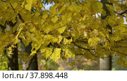 Петергоф осенью, липовая аллея в Нижнем парке. Peterhof in autumn, linden alley in the Nizhniy Park. (2021 год). Редакционное видео, видеограф Евгений Романов / Фотобанк Лори