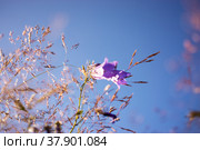 Lilac bells in the field, against the background of the rotten grass. Стоковое фото, фотограф Anastasia Kayander / Фотобанк Лори