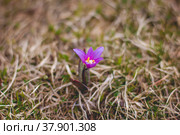 Весенний первоцвет. Стоковое фото, фотограф Олеся Суббота / Фотобанк Лори