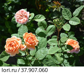 Цветущий куст английской розы Дэвида Остина сорта Абрахам Дерби (Abraham Darby) в саду, розово-бежевые цветы розы. Стоковое фото, фотограф Елена Елистратова / Фотобанк Лори