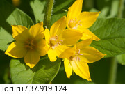 Вербейник точечный, или лизимахия (lysimachia punctata), цветы, крупный план. Стоковое фото, фотограф Александр Курлович / Фотобанк Лори