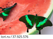 Bright and juicy butterfly on a watermelon. Papilio palinurus. Green butterfly on a red watermelon. Стоковое фото, фотограф Дина Дамоцева / Фотобанк Лори