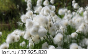 Пушица Шейхцера - Eriophorum scheuchzeric. Растение летом на севере Западной Сибири. Стоковое видео, видеограф Григорий Писоцкий / Фотобанк Лори
