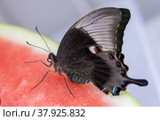 Bright and juicy butterfly on a watermelon. Papilio palinurus. Side view. Стоковое фото, фотограф Дина Дамоцева / Фотобанк Лори