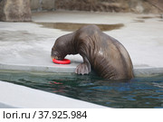 Trained walrus in the zoo by the water. Стоковое фото, фотограф Ирина Вершинская / Фотобанк Лори