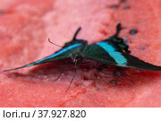 Bright and juicy butterfly on a watermelon. Papilio palinurus. Turquoise butterfly on a red watermelon. Стоковое фото, фотограф Дина Дамоцева / Фотобанк Лори