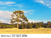 Baikal Lake. View of the shore of Olkhon Island and the coastal forest on the sandy beach of Saraiskiy Bay. Beautiful pine tree with a spreading crown on the shore. Summer travel. Natural background. Стоковое фото, фотограф Виктория Катьянова / Фотобанк Лори