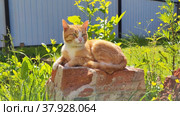 A red-haired young cat is lying on a stone among the bushes. Стоковое видео, видеограф Лилия Фролова / Фотобанк Лори