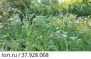 Blooming meadow of white small flowers in the countryside. Стоковое видео, видеограф Лилия Фролова / Фотобанк Лори