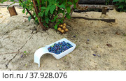 Collecting honeysuckle berries in a white bowl in the garden. Стоковое фото, фотограф Лилия Фролова / Фотобанк Лори